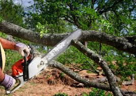 Best Tree Disease Treatment  in Leonia, NJ